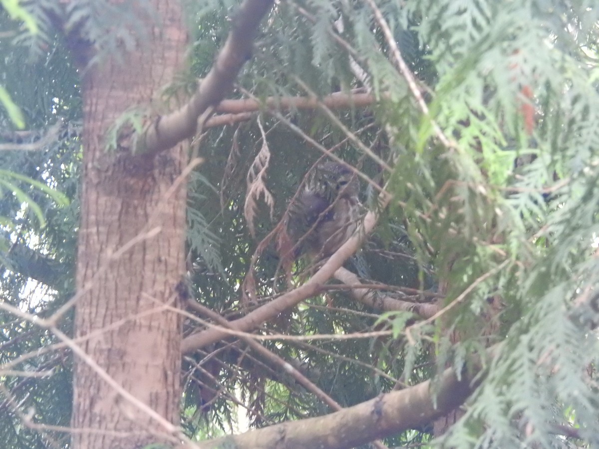 Northern Saw-whet Owl - ML627784948
