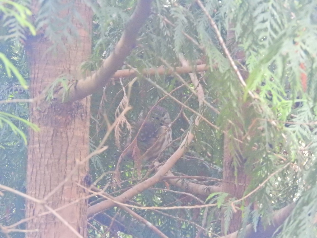 Northern Saw-whet Owl - ML627784949