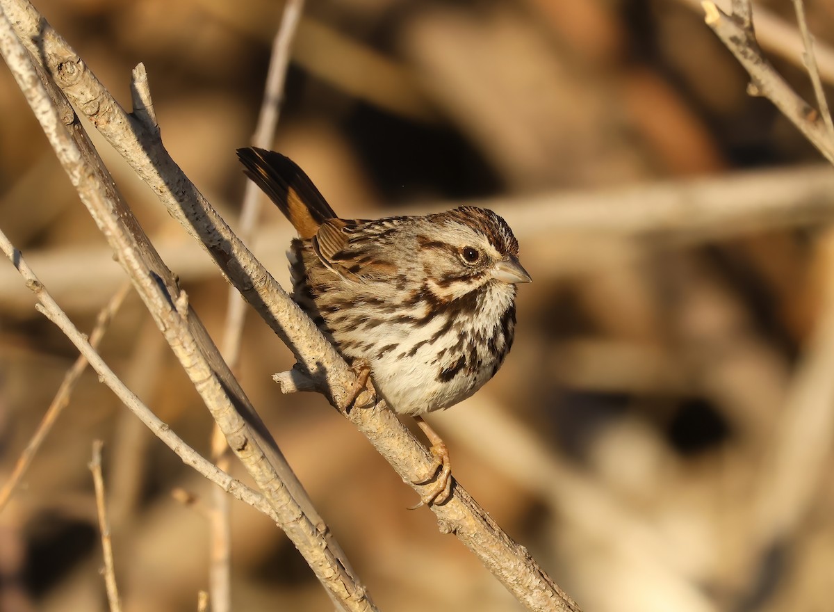 Song Sparrow (heermanni Group) - ML627784977