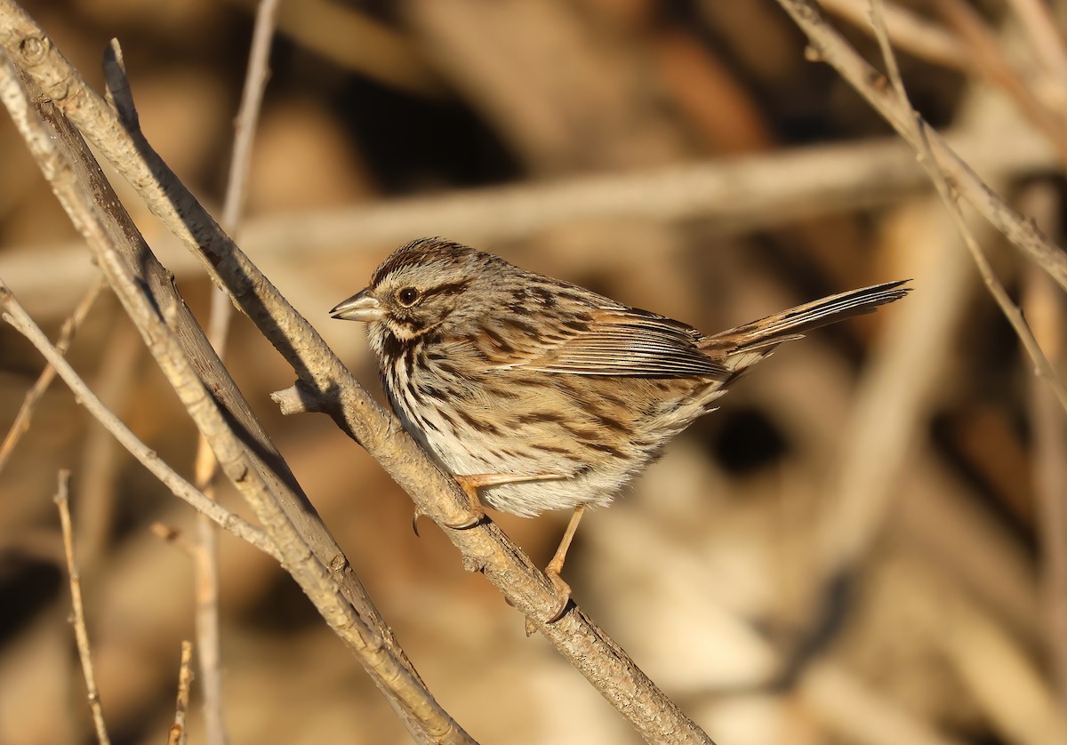 Song Sparrow (heermanni Group) - ML627784979