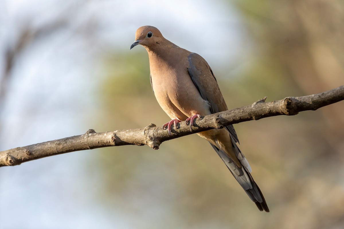 Mourning Dove - ML627784991