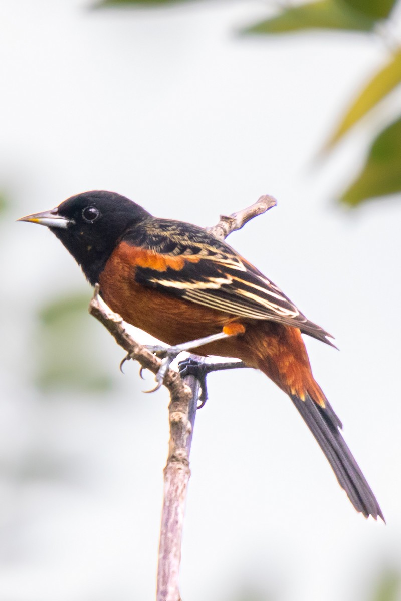 Orchard Oriole - ML627785012