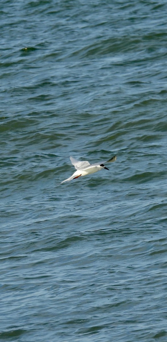 Forster's Tern - ML627785026