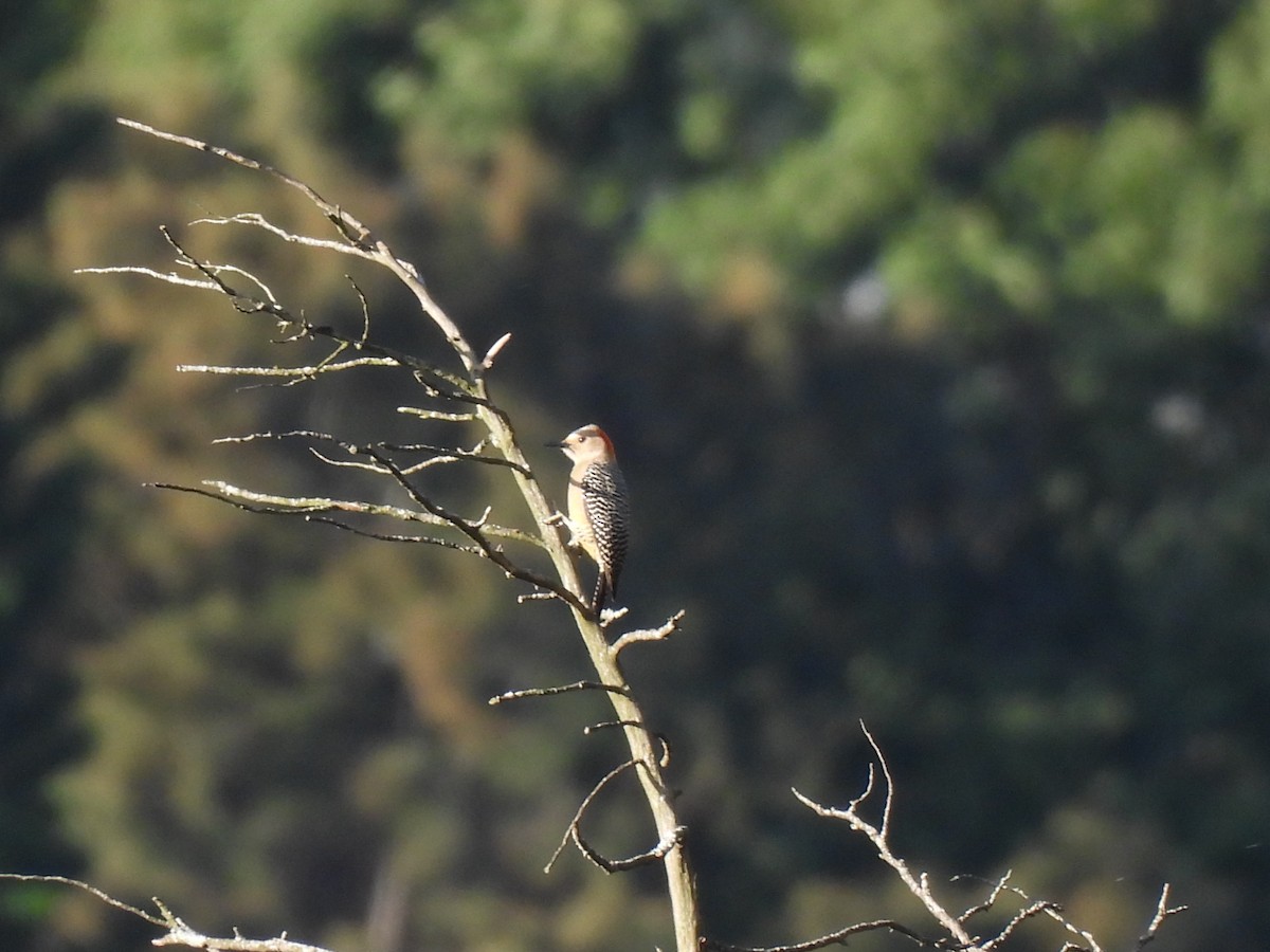 Golden-fronted Woodpecker - ML627785064