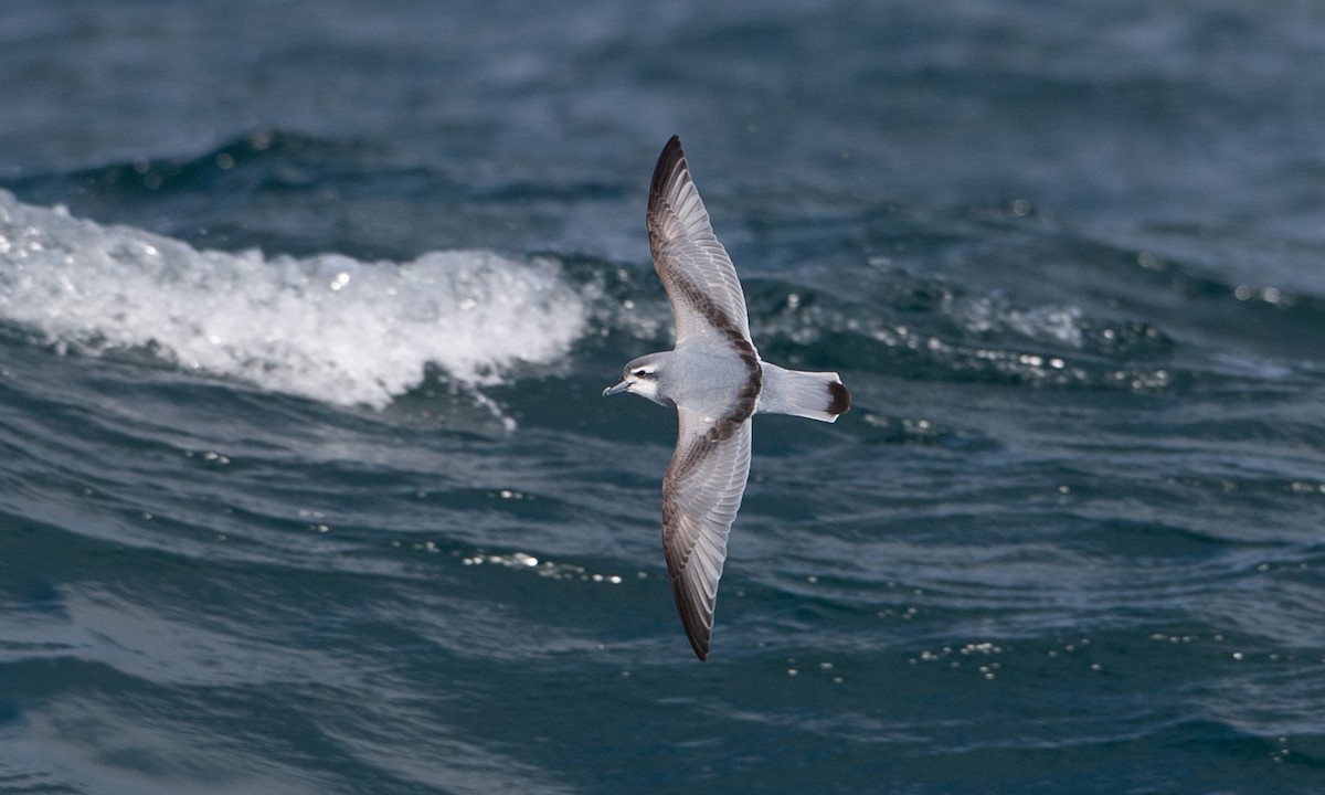 Antarctic Prion - ML627785119