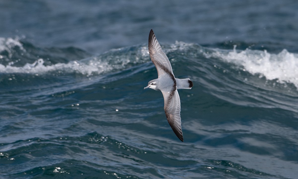 Antarctic Prion - ML627785120