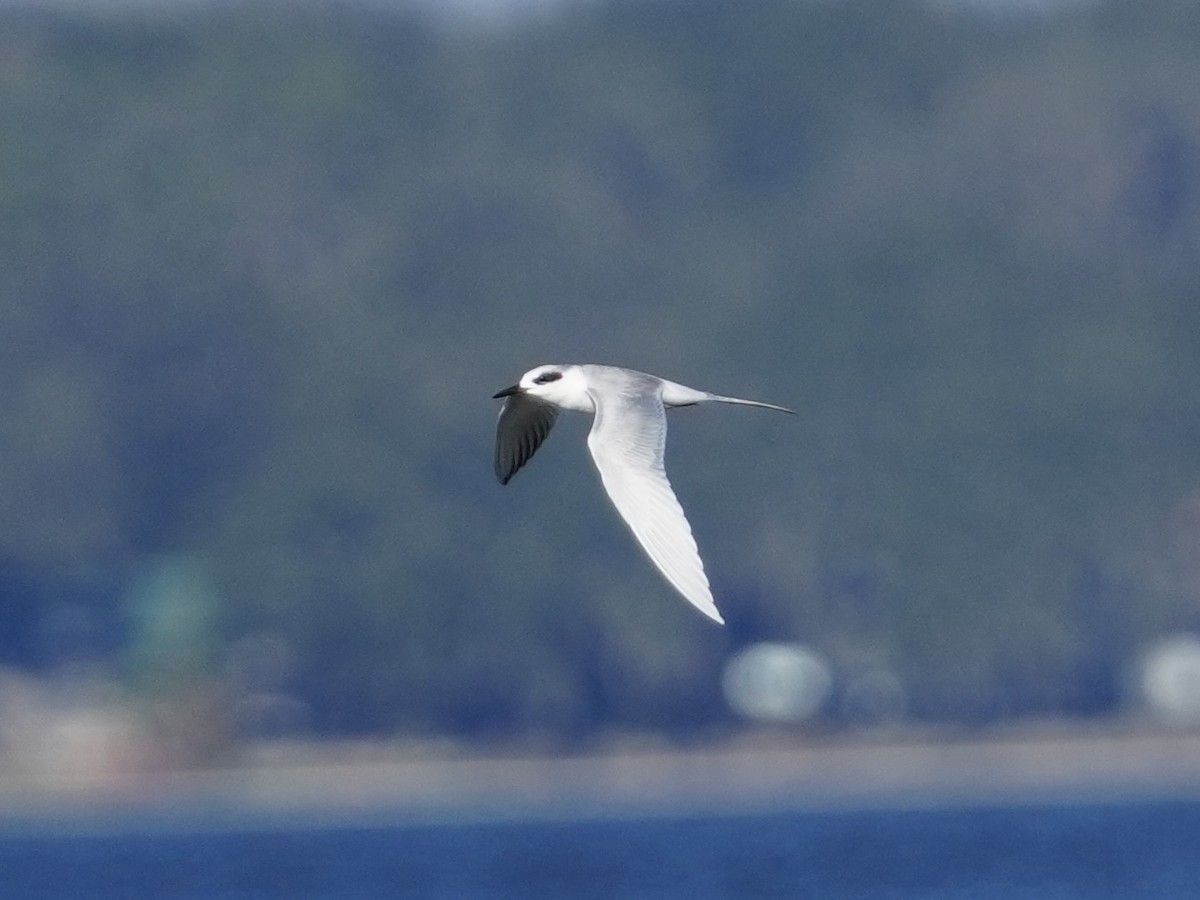 Forster's Tern - ML627785130