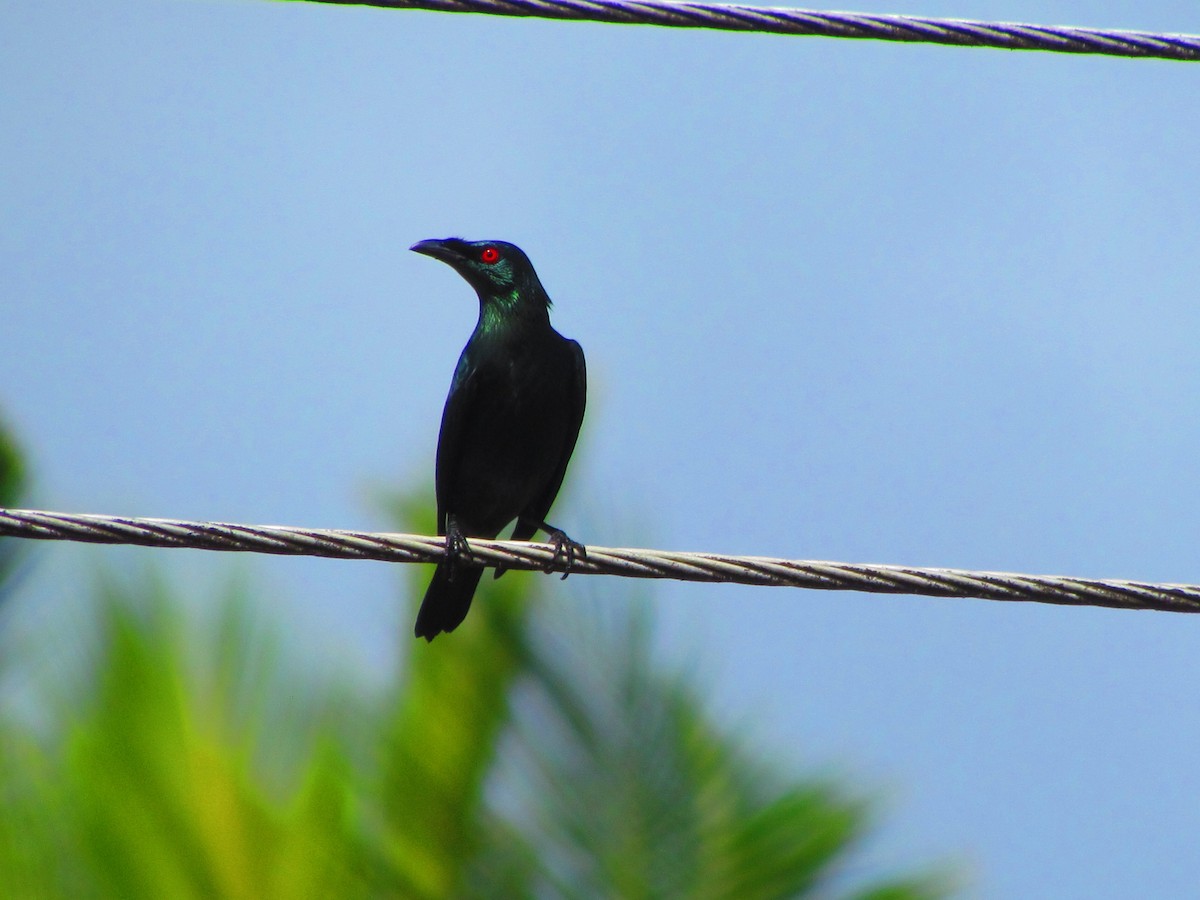 Asian Glossy Starling - ML627785139