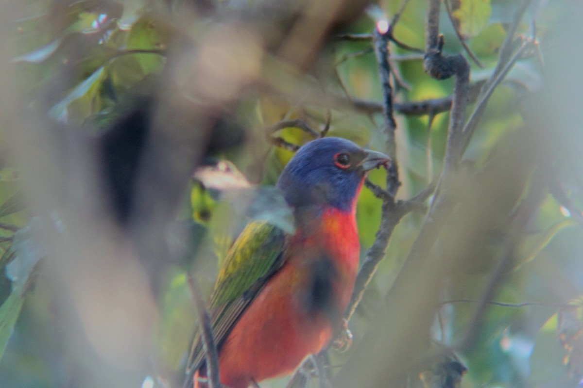 Painted Bunting - ML627785141