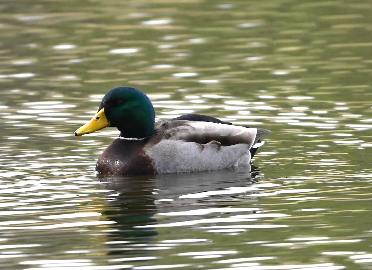 Mallard - ML627785151
