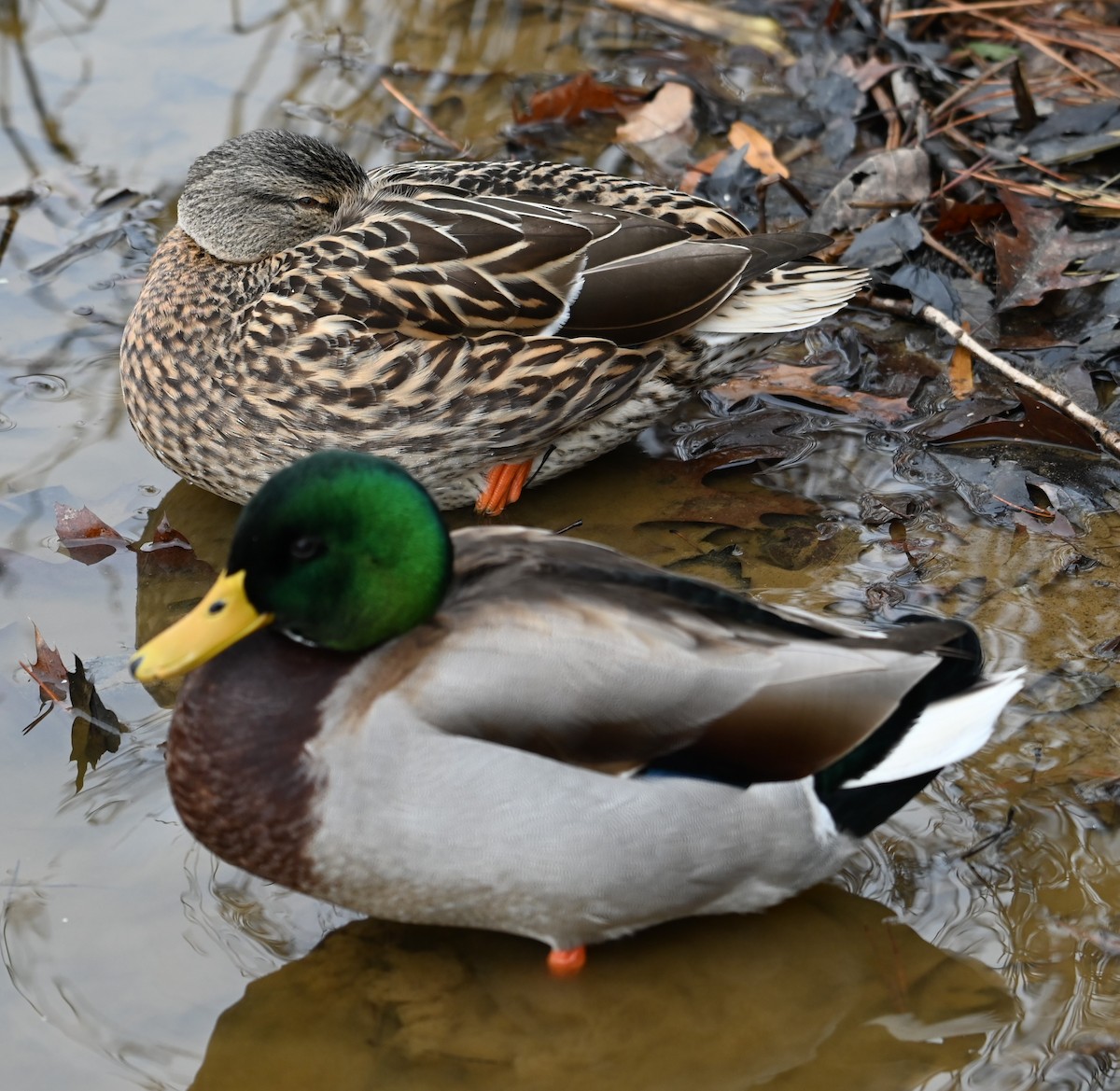 Mallard - ML627785162