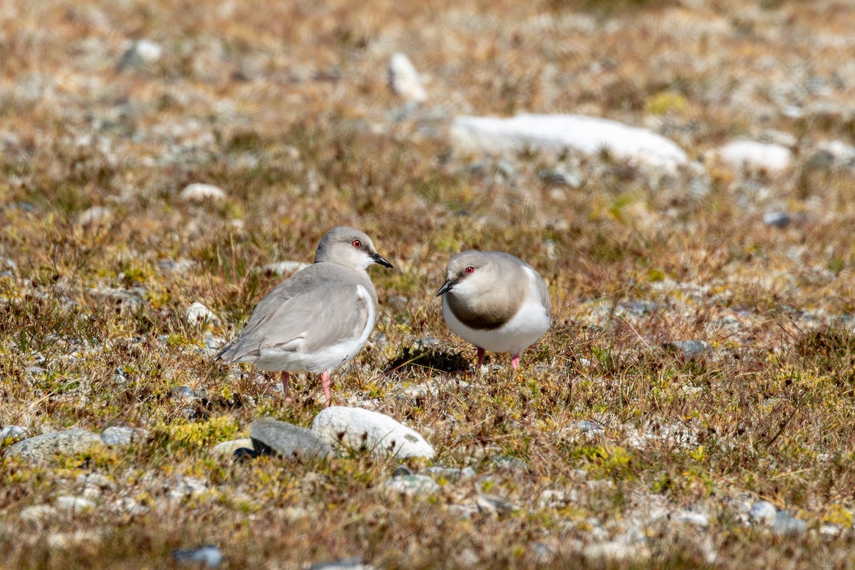 Magellanic Plover - ML627785167