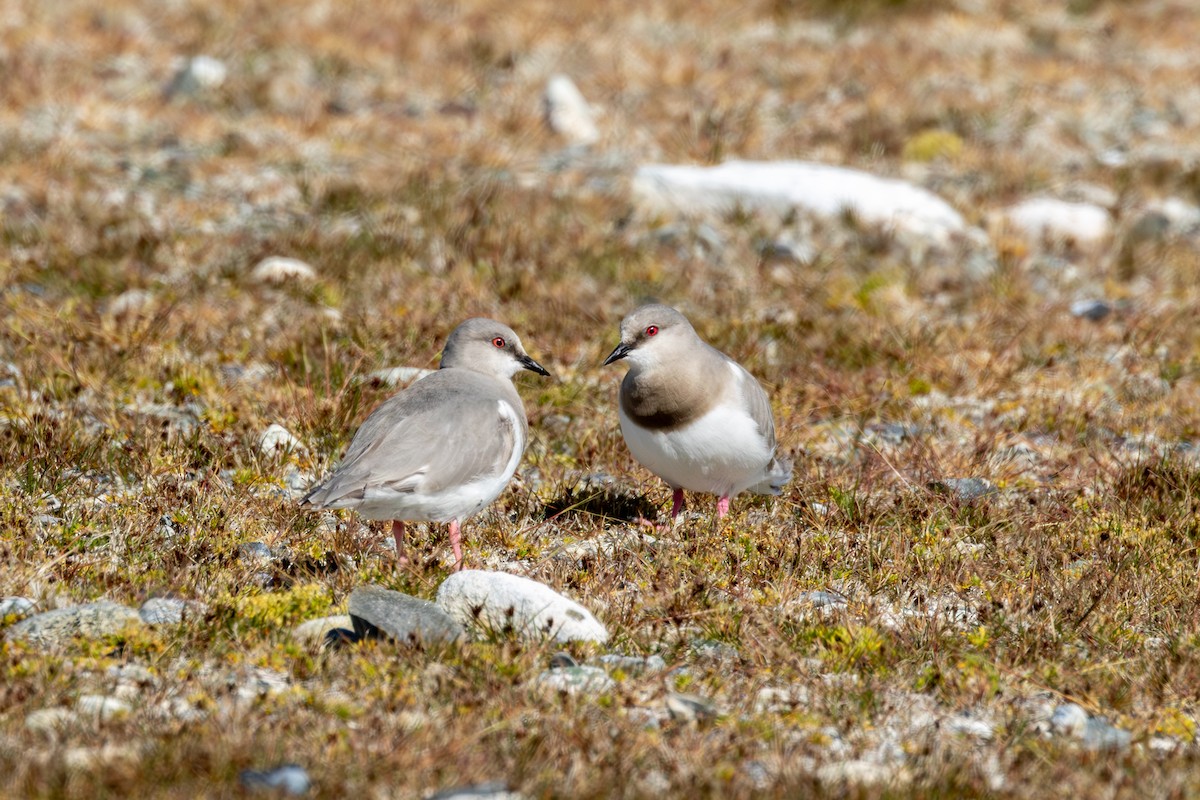 Magellanic Plover - ML627785168