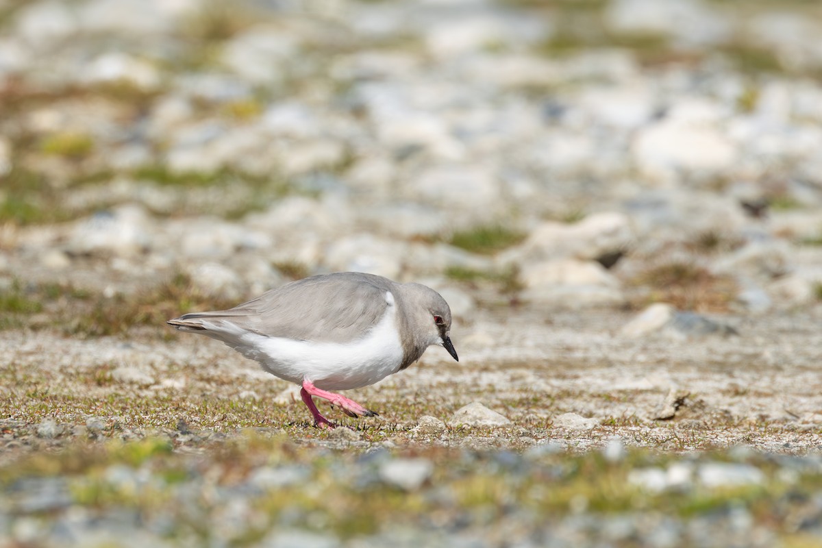 Magellanic Plover - ML627785169