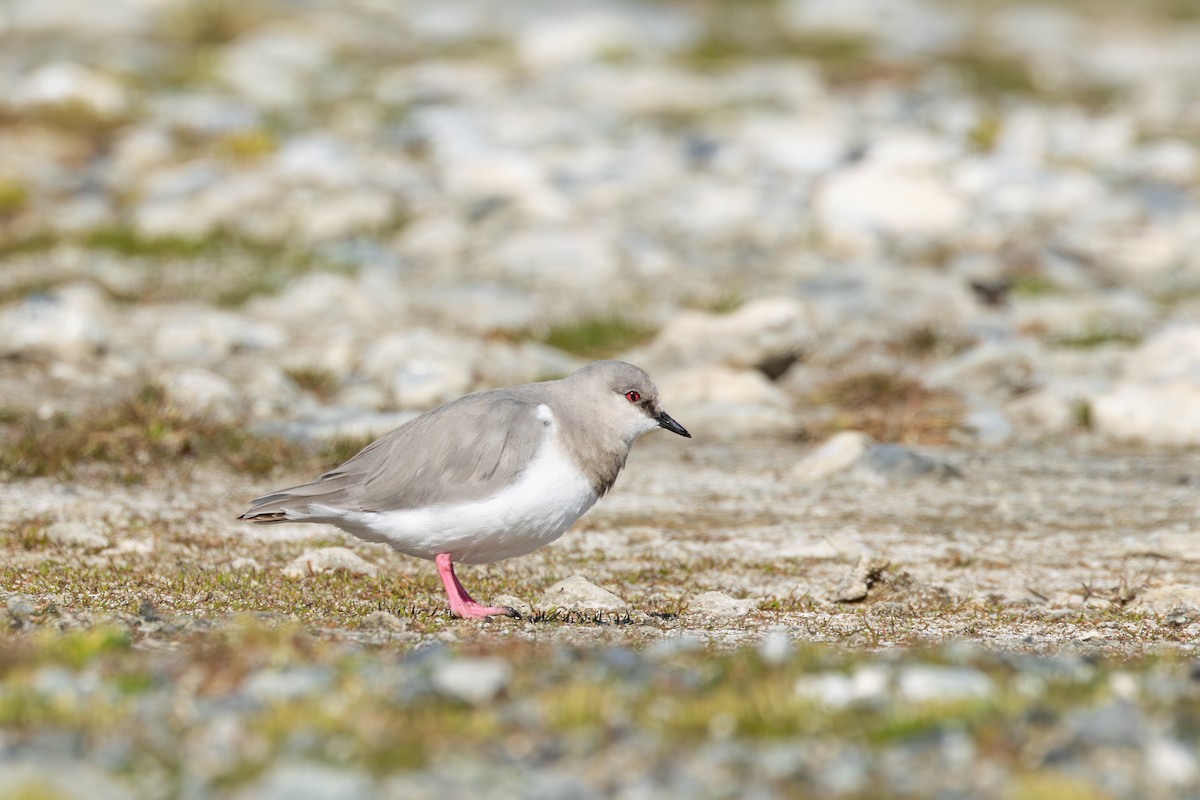 Magellanic Plover - ML627785170