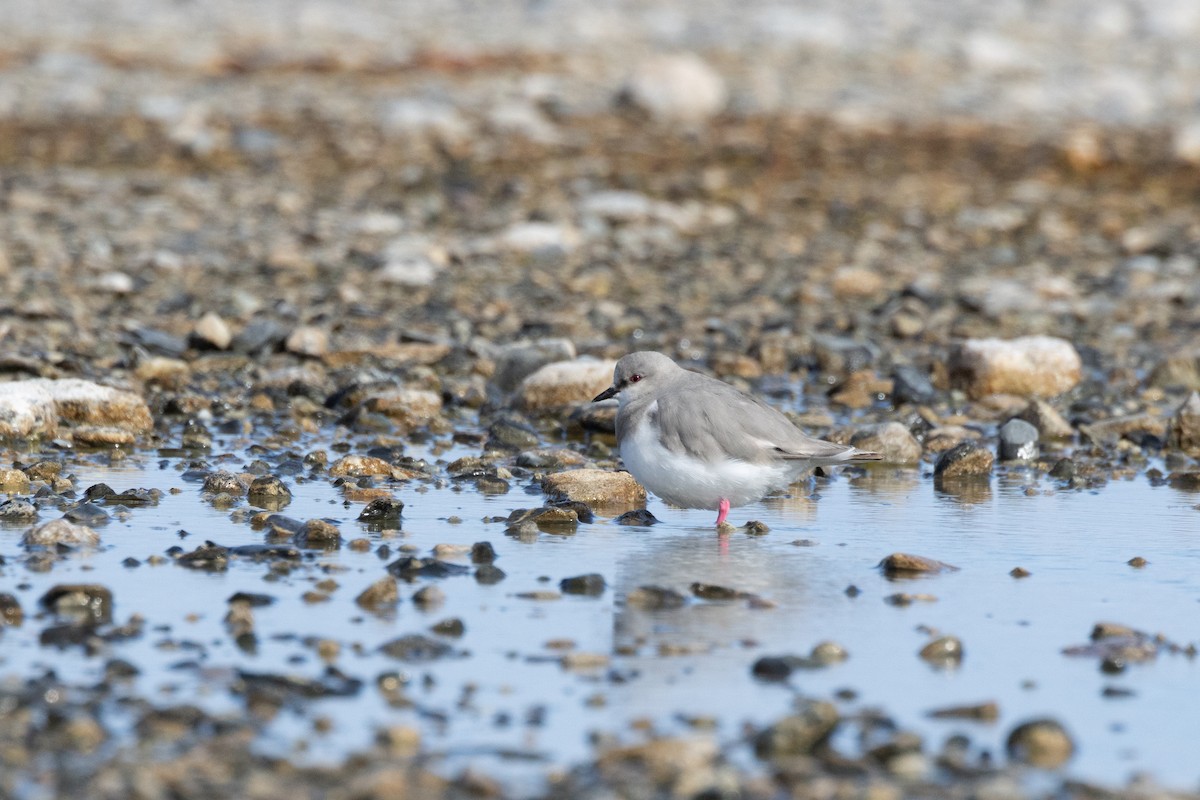 Magellanic Plover - ML627785171