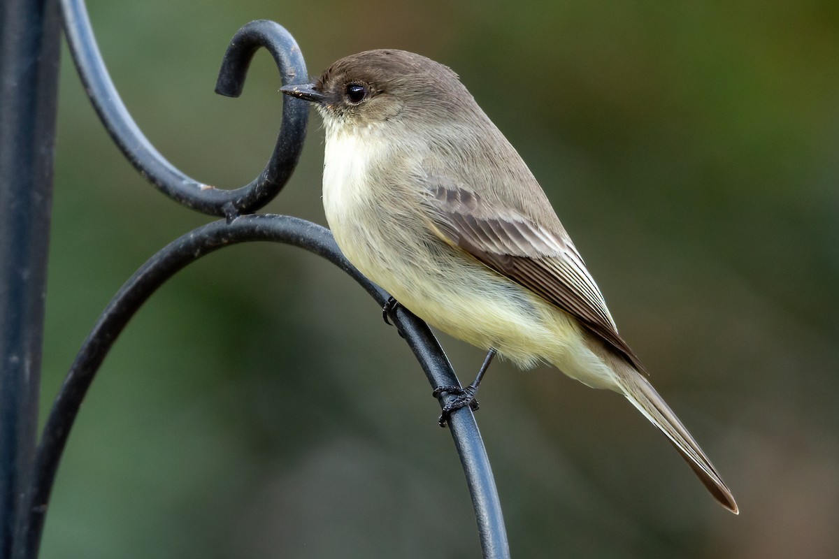 Eastern Phoebe - ML627785178