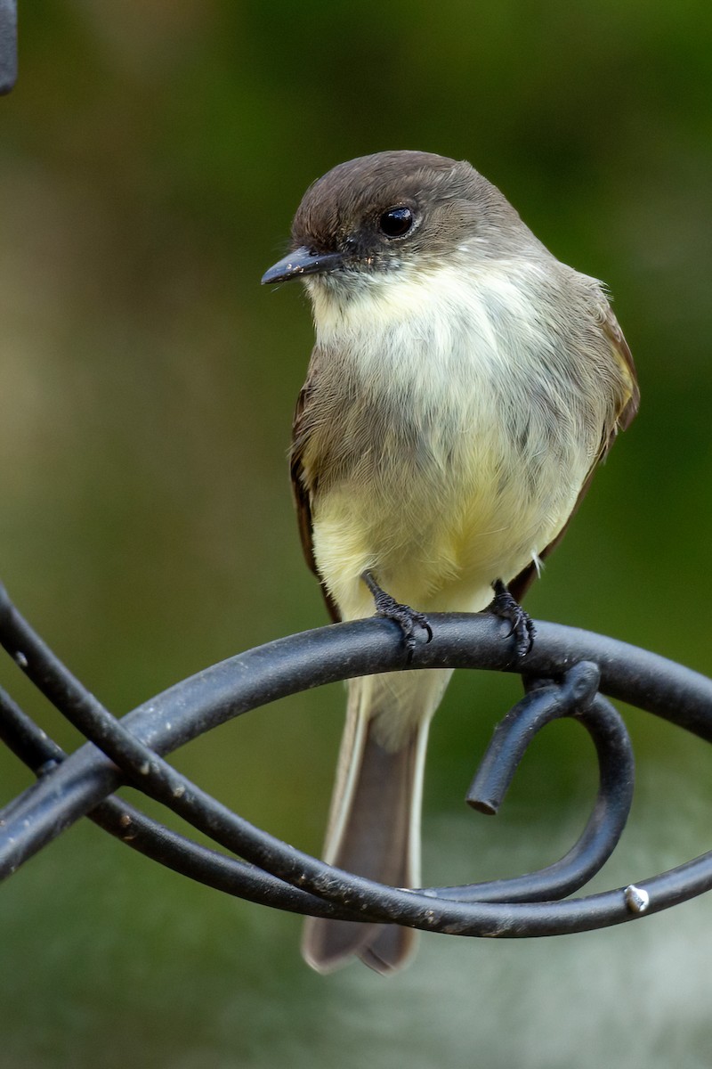 Eastern Phoebe - ML627785179