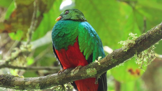 Golden-headed Quetzal - ML627785193