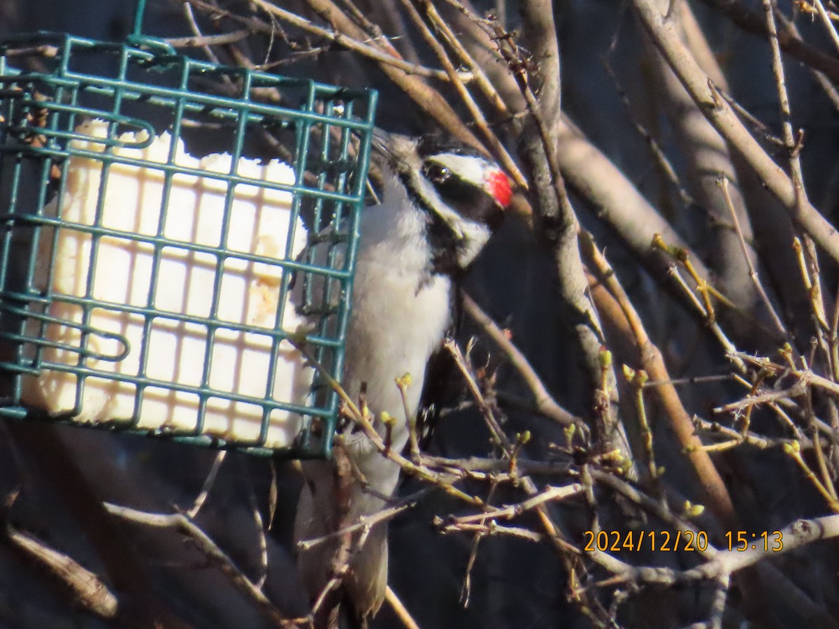 Hairy Woodpecker - ML627785278