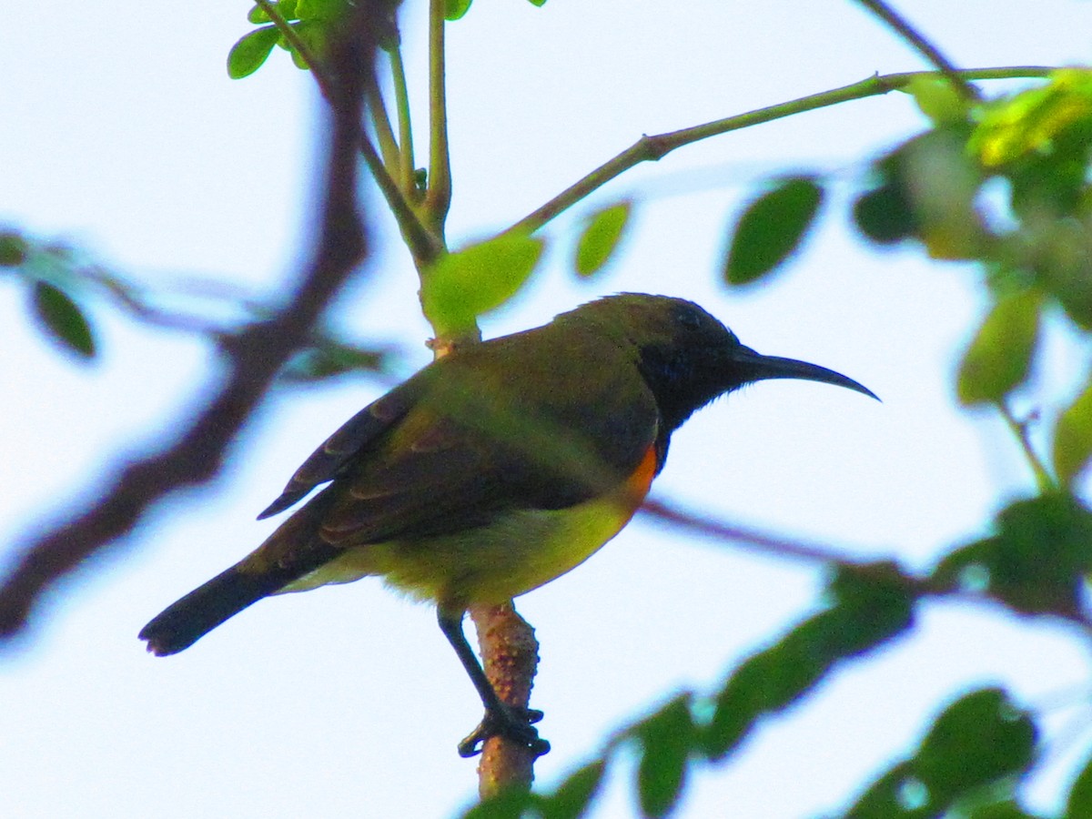 Palawan Sunbird - ML627785280