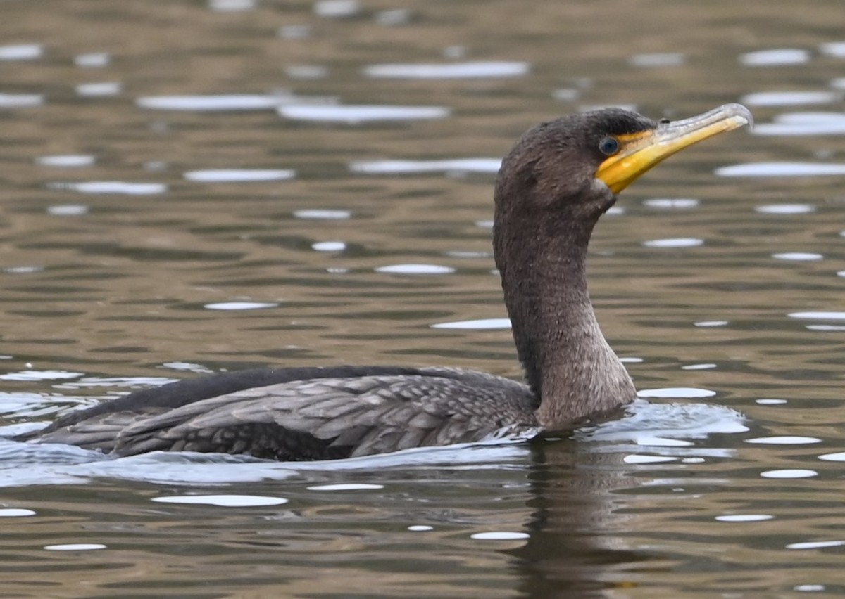 Double-crested Cormorant - ML627785283