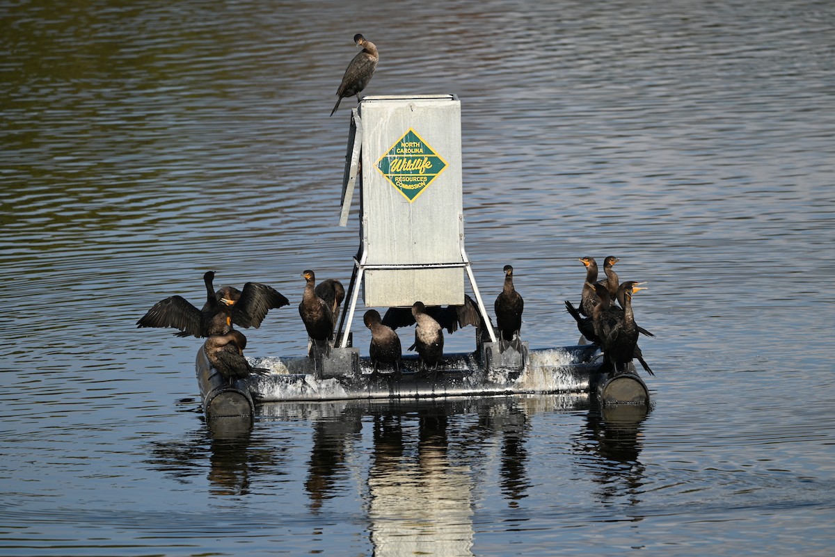Double-crested Cormorant - ML627785286