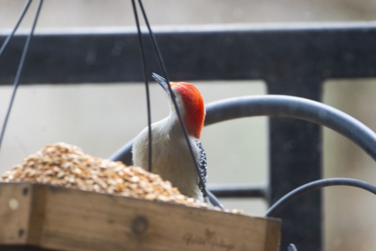 Red-bellied Woodpecker - ML627785304