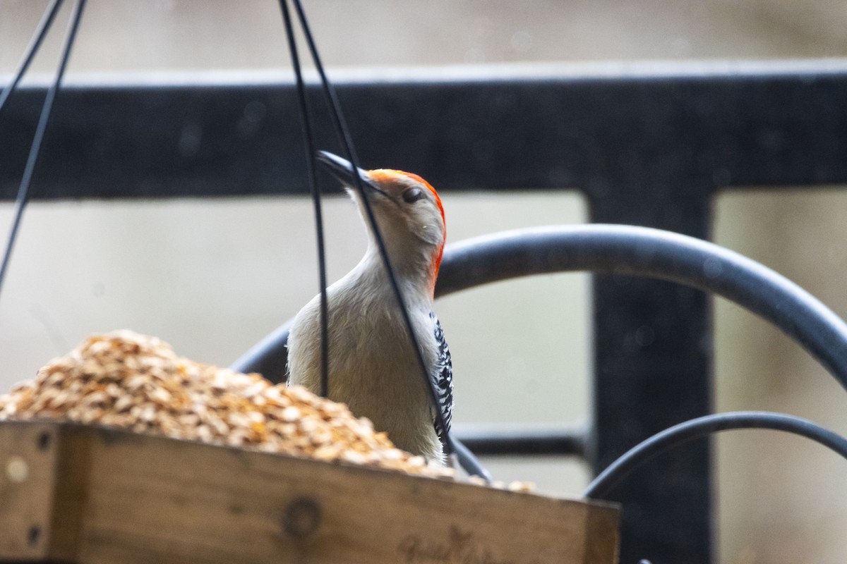 Red-bellied Woodpecker - ML627785305