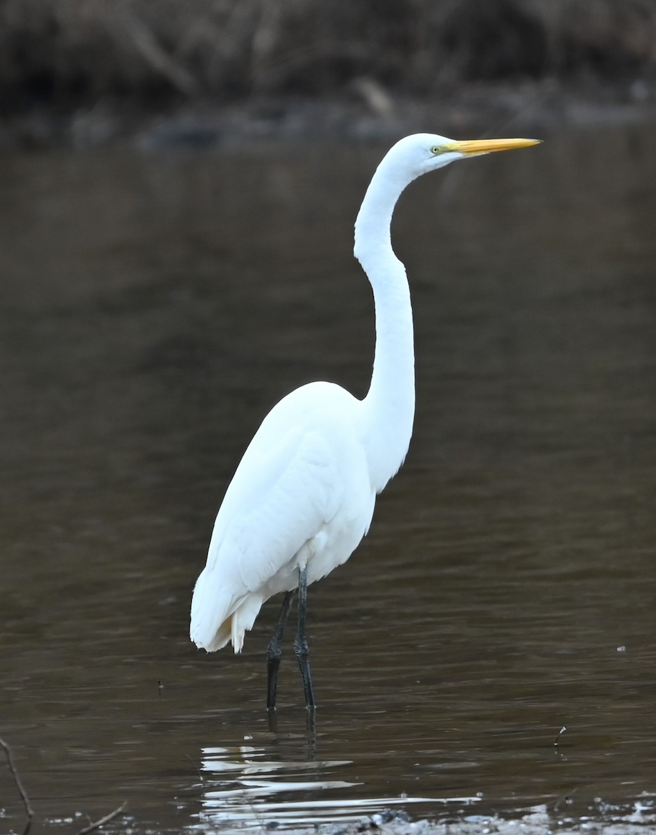 Great Egret - ML627785308