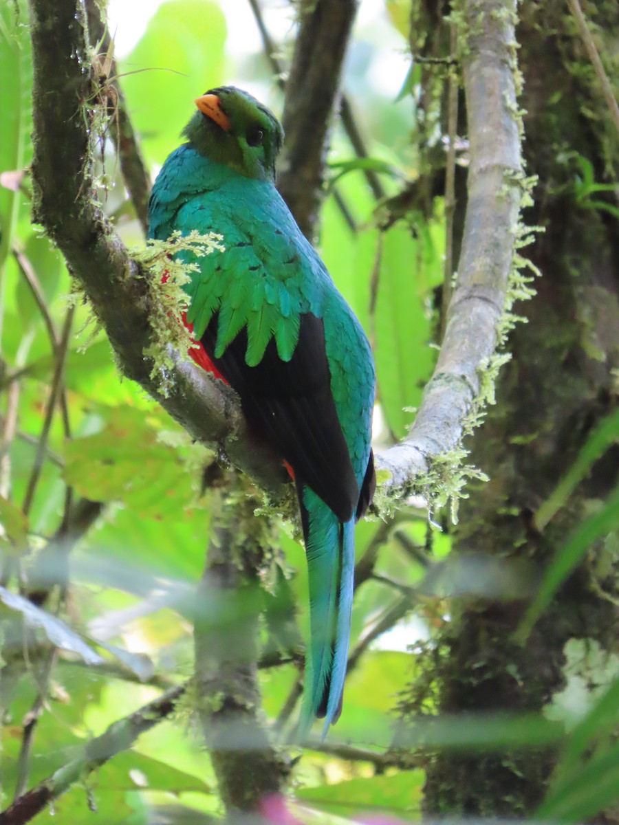 Golden-headed Quetzal - ML627785310