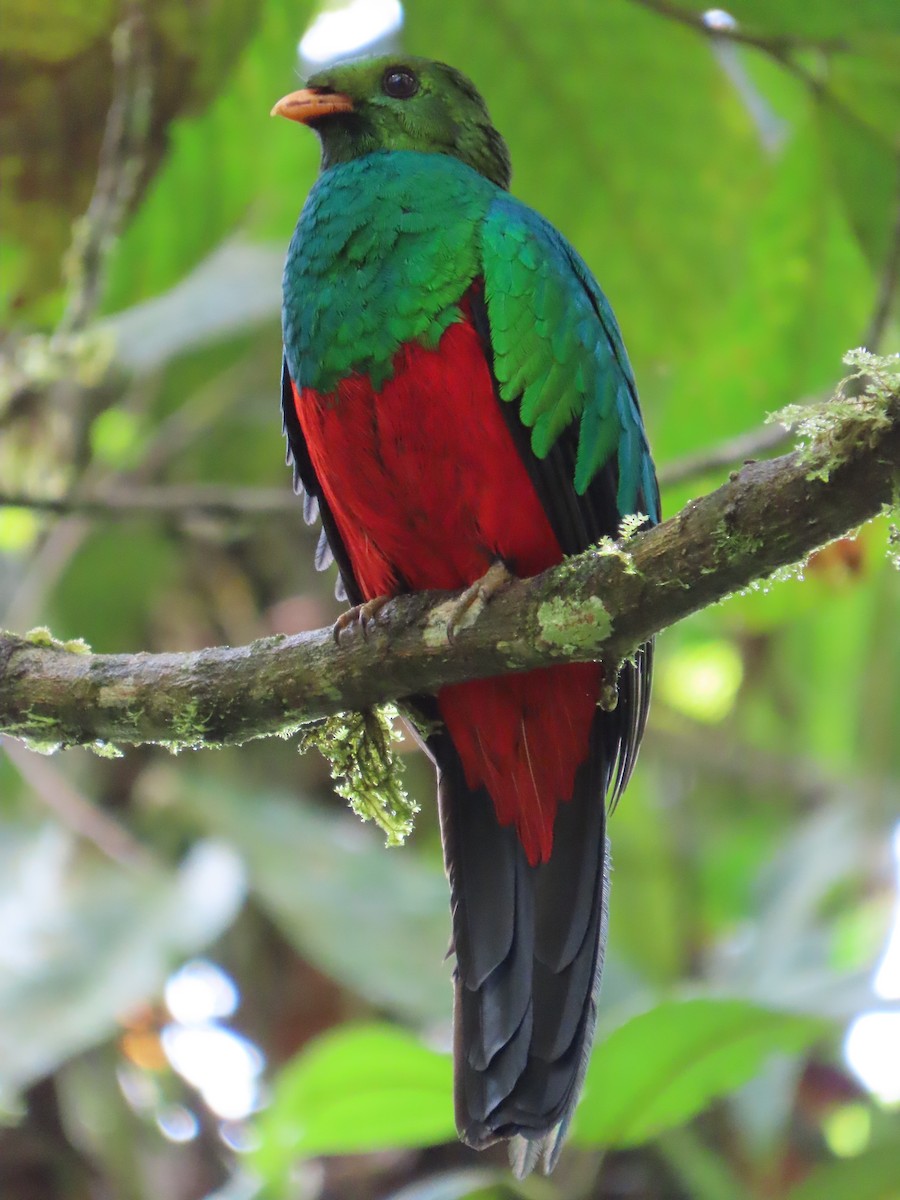 Golden-headed Quetzal - ML627785315