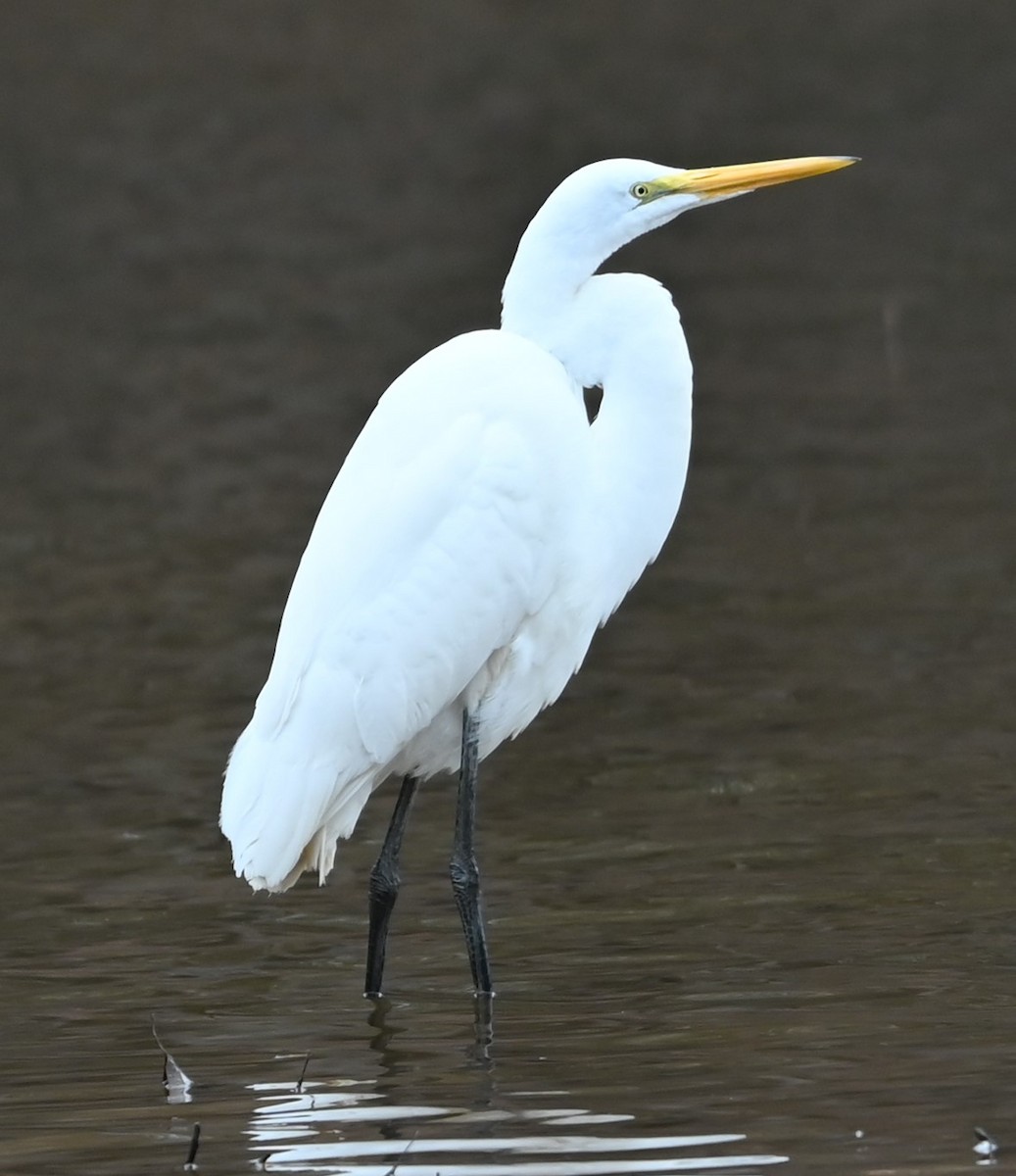 Great Egret - ML627785319