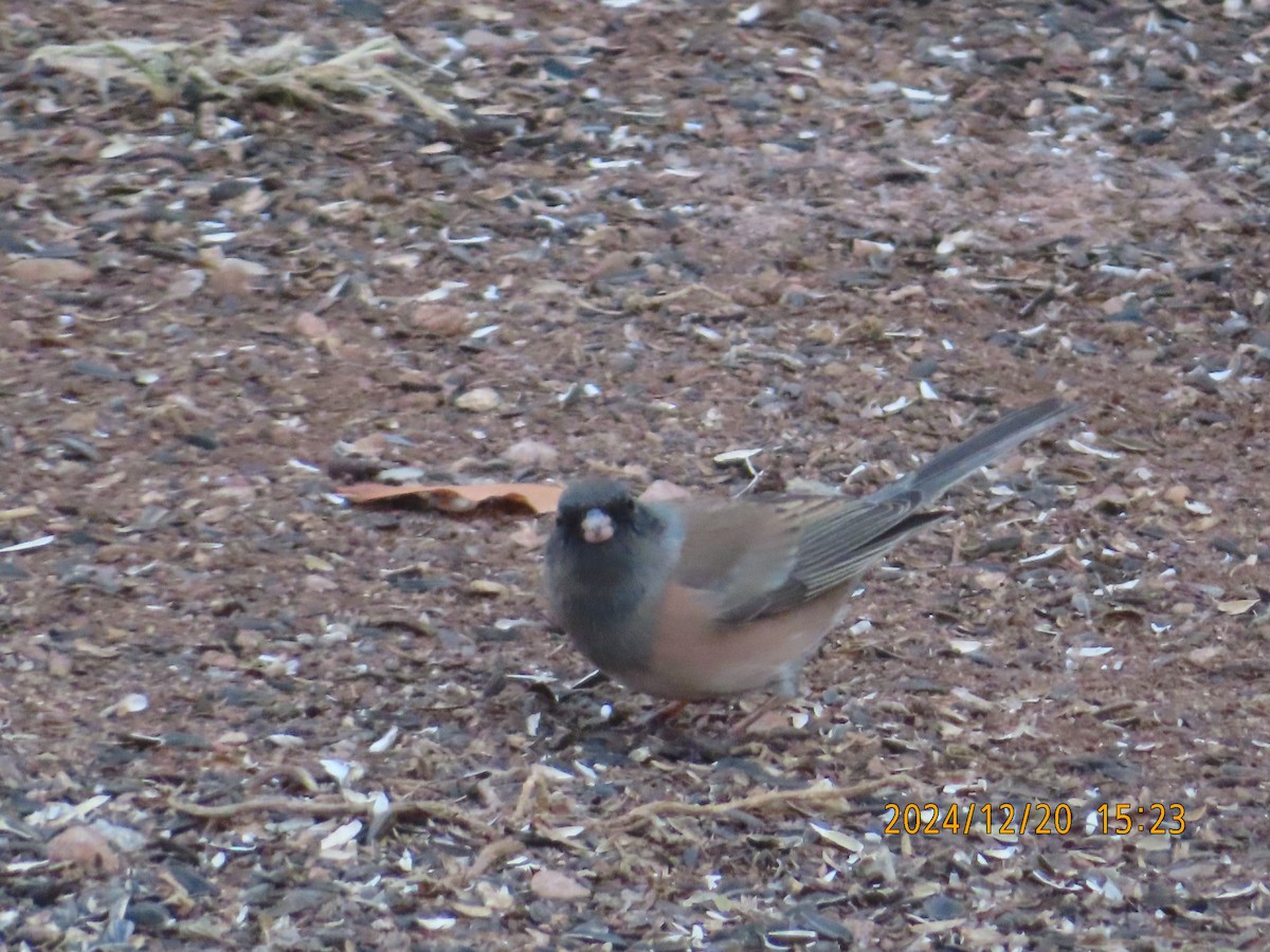 Dark-eyed Junco (Pink-sided) - ML627785322