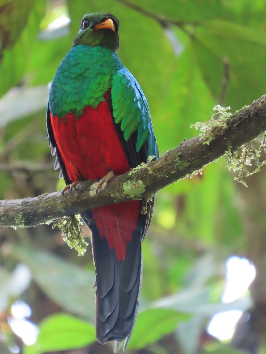 Golden-headed Quetzal - ML627785324