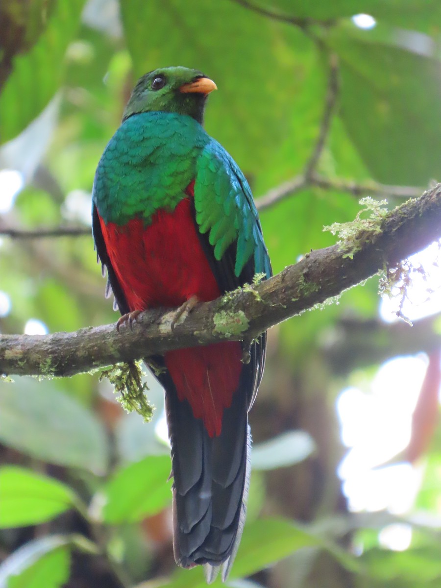 Golden-headed Quetzal - ML627785331