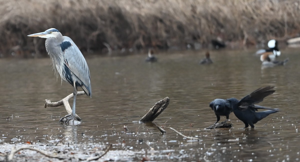 Great Blue Heron - ML627785339