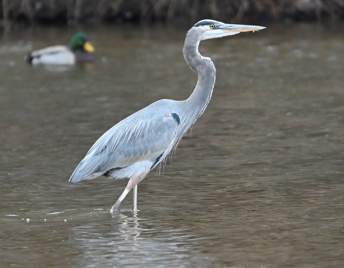 Great Blue Heron - ML627785344