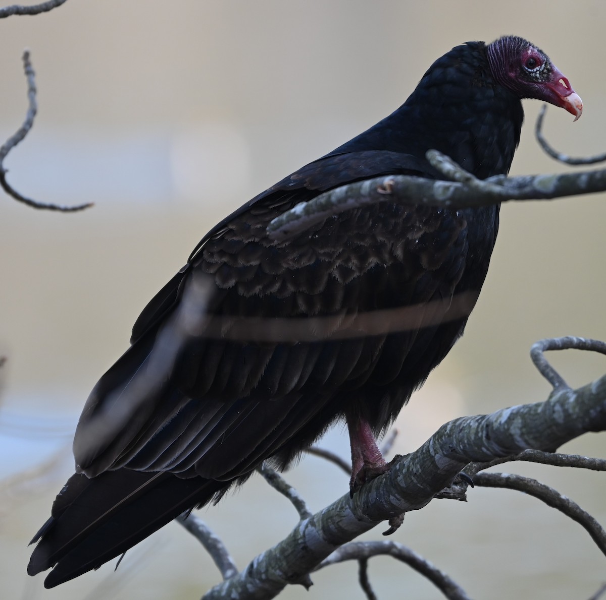 Turkey Vulture - ML627785364