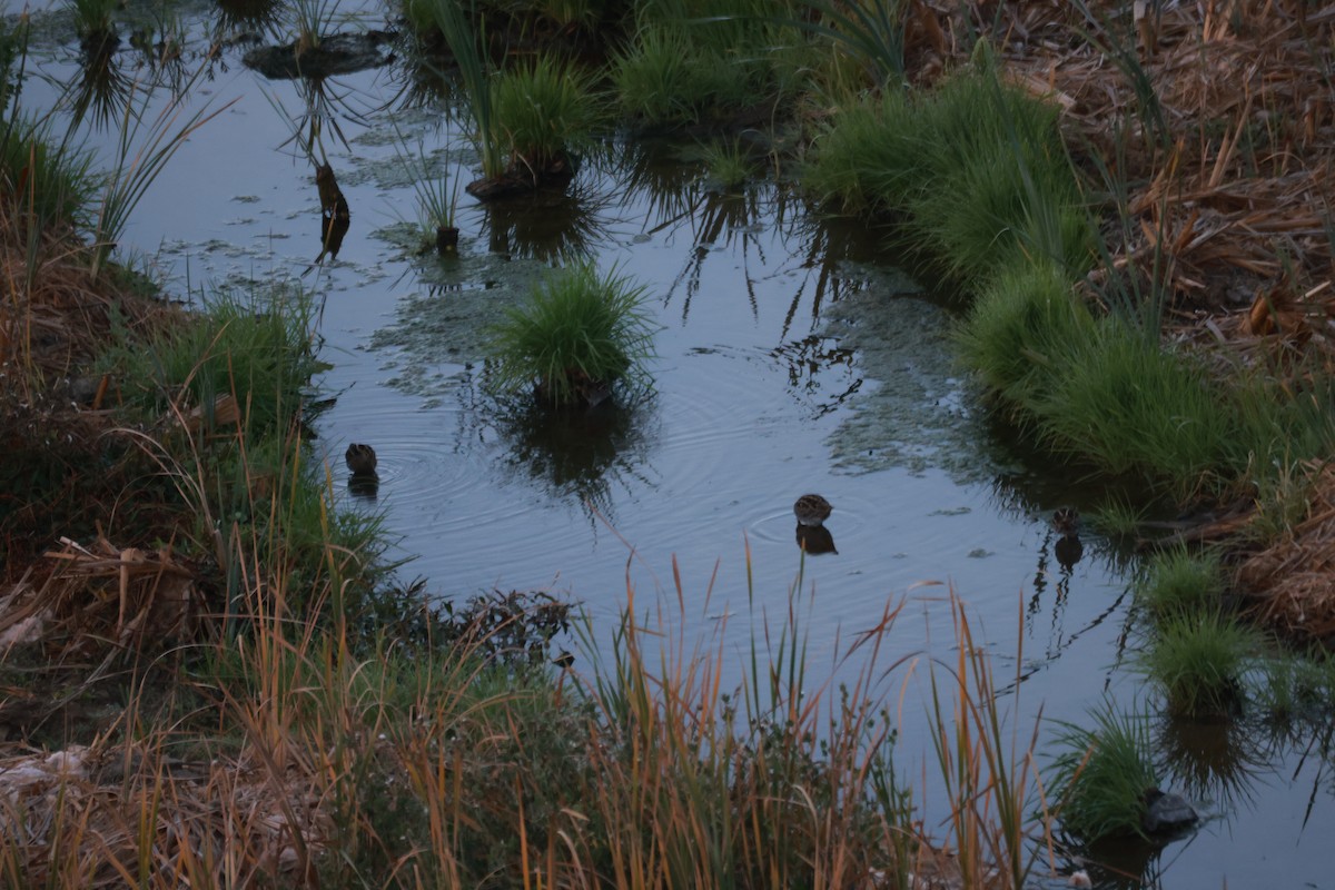 Wilson's Snipe - ML627785393