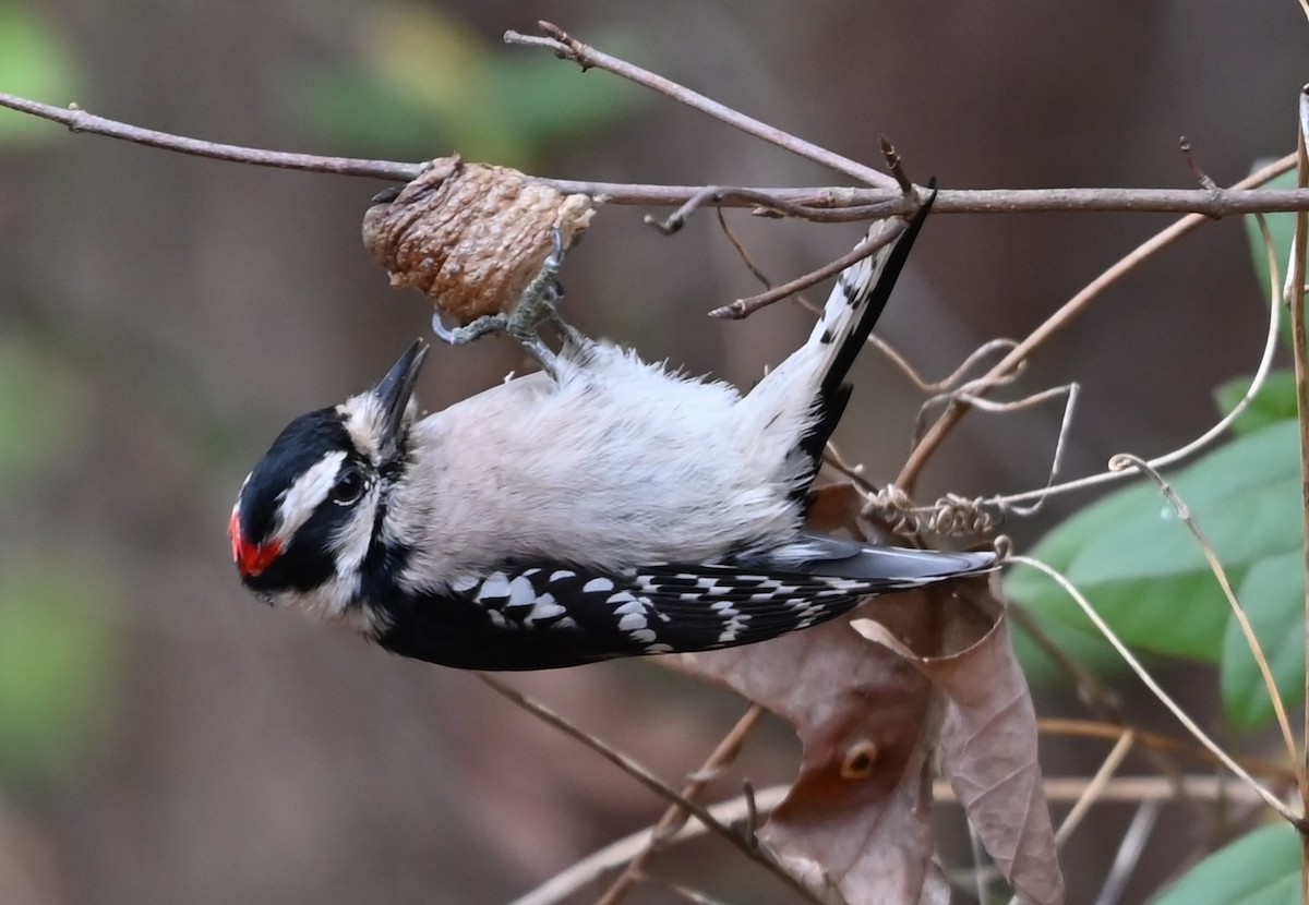 Downy Woodpecker - ML627785397