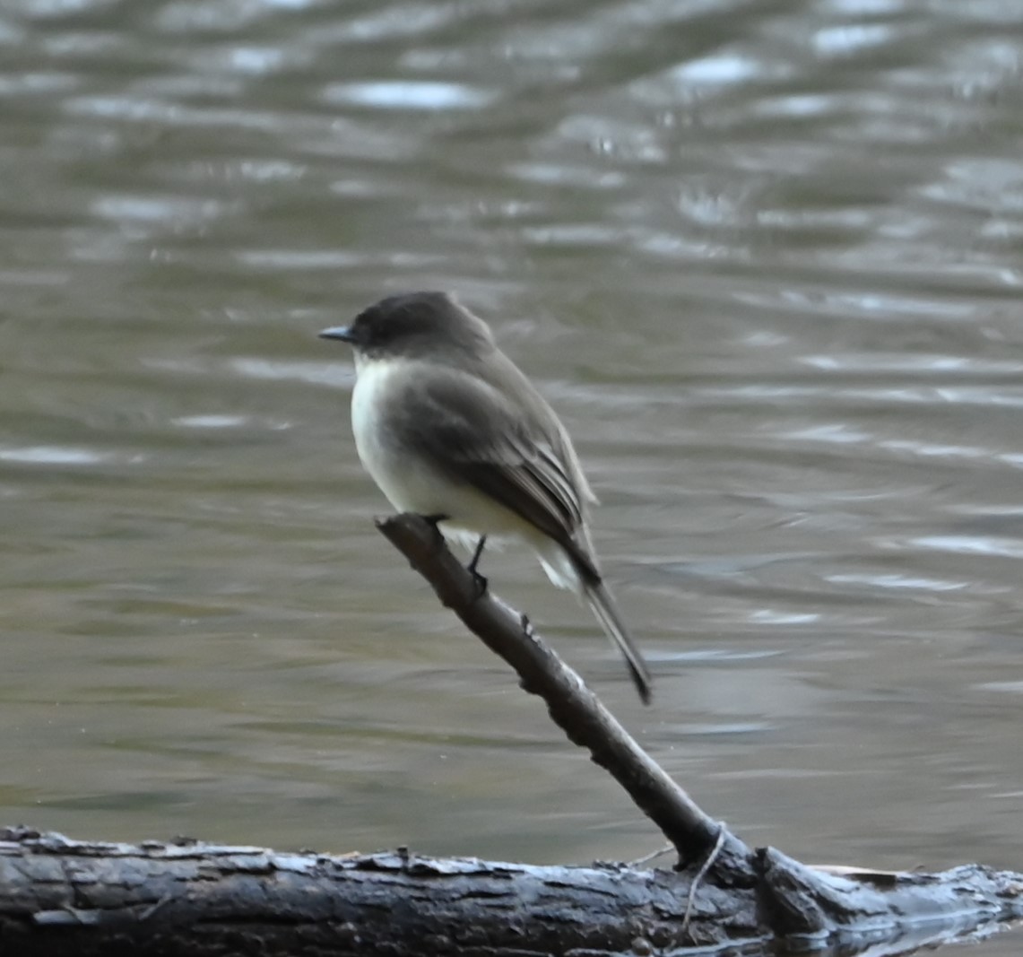 Eastern Phoebe - ML627785409
