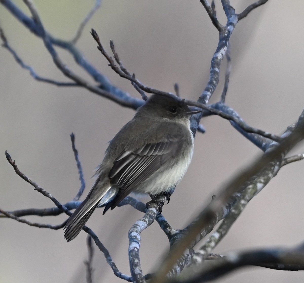 Eastern Phoebe - ML627785419