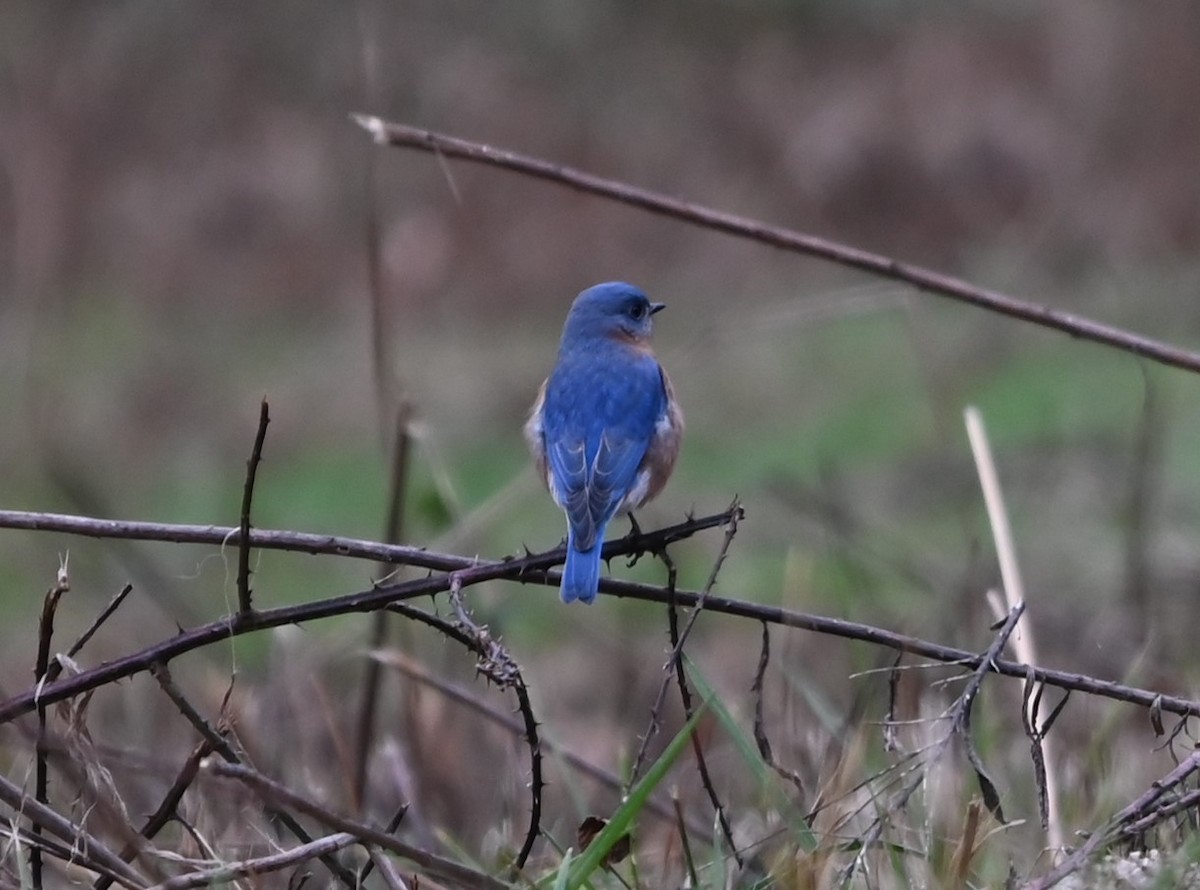 Eastern Bluebird - ML627785451