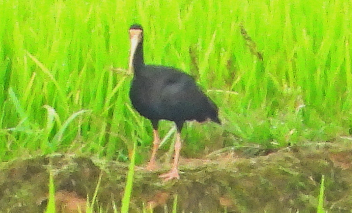 Bare-faced Ibis - ML627785460