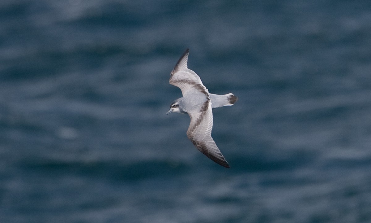 Antarctic Prion - ML627785468