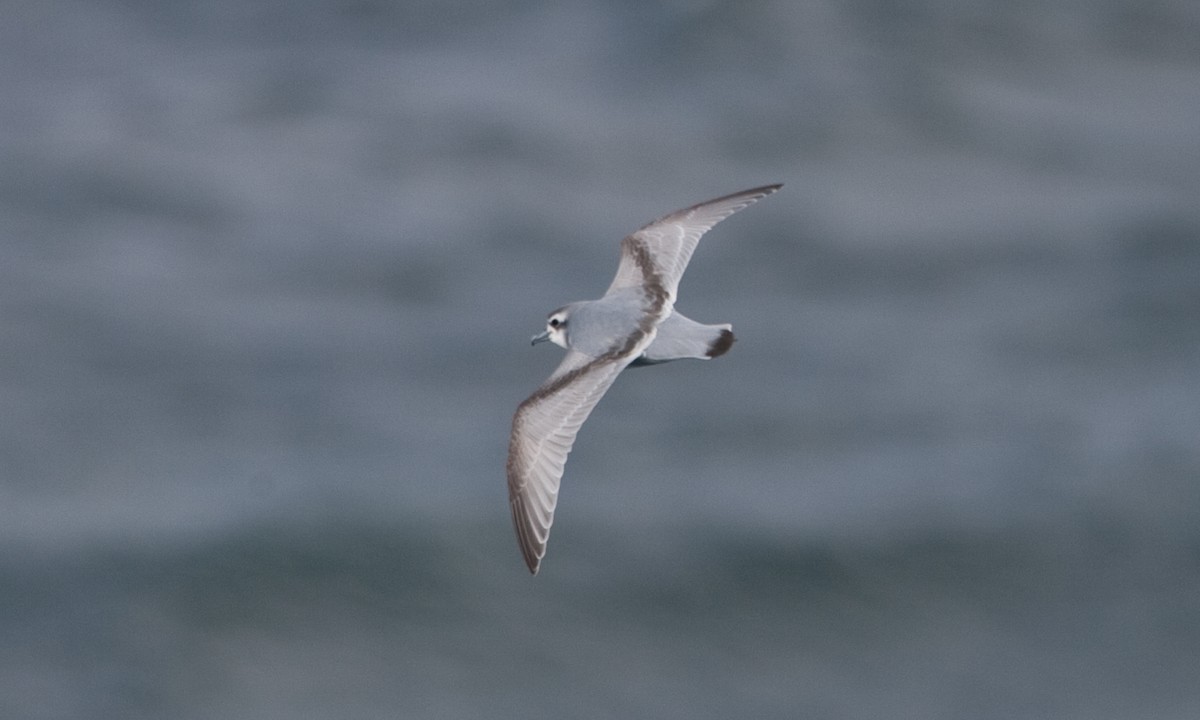 Antarctic Prion - ML627785470