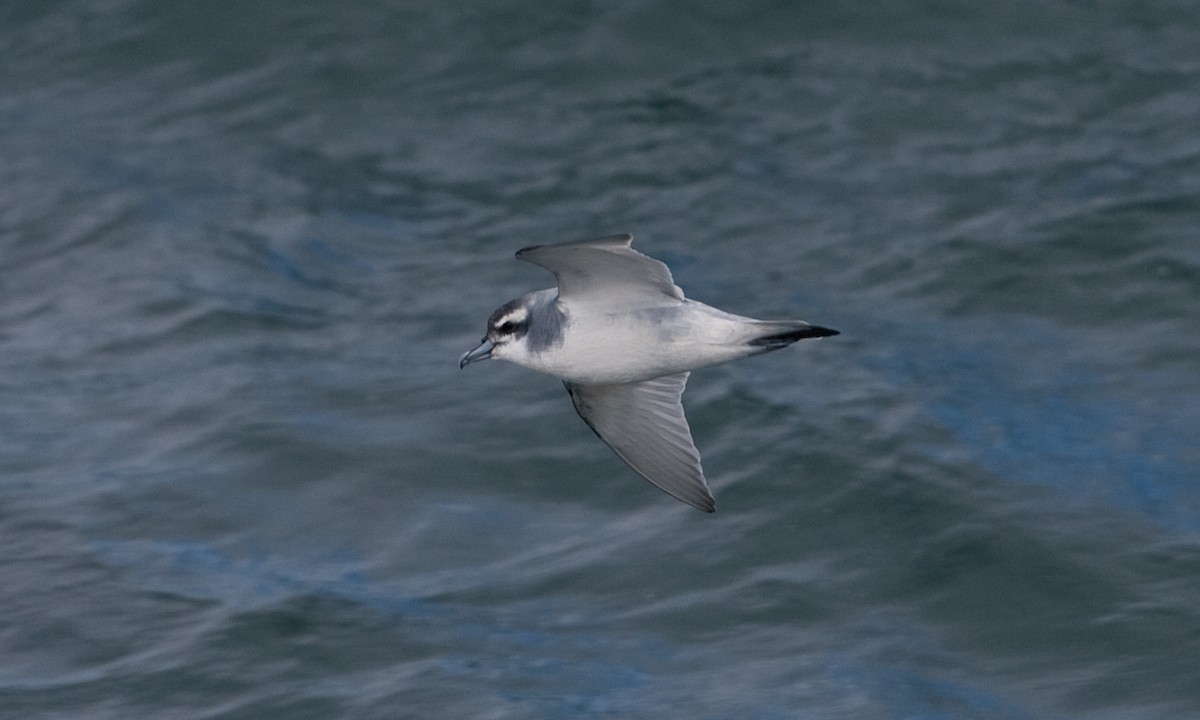 Antarctic Prion - ML627785471