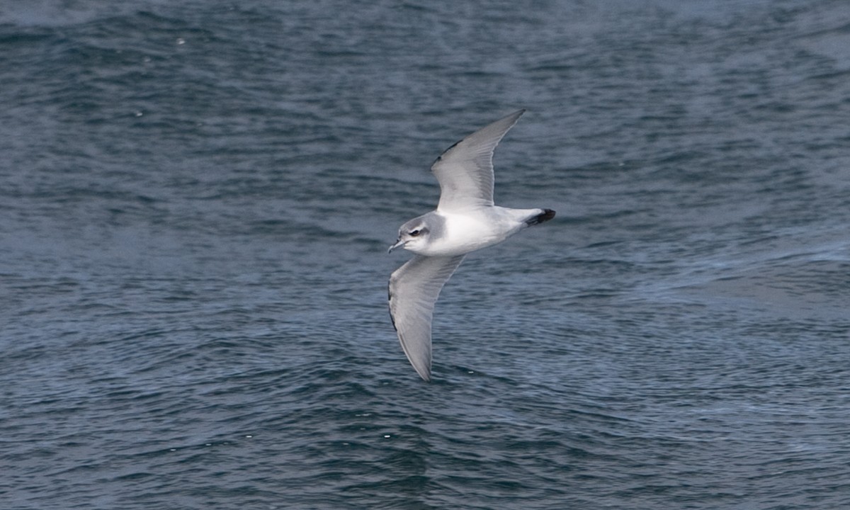 Antarctic Prion - ML627785473