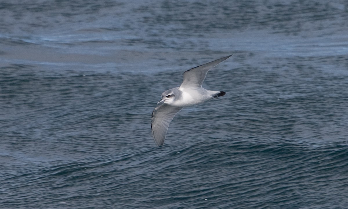 Antarctic Prion - ML627785474